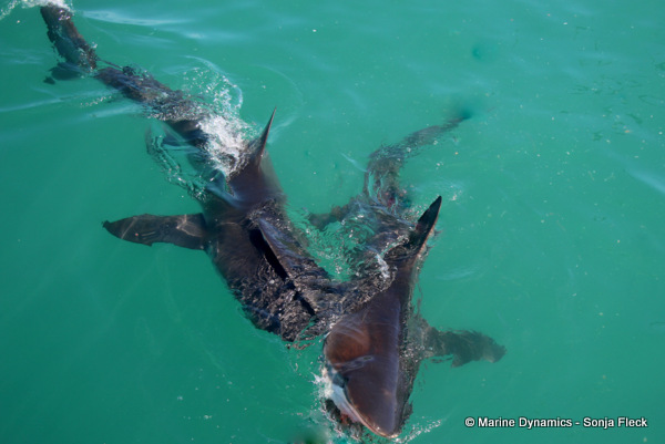 Bronze whaler Sharks, South Africa
